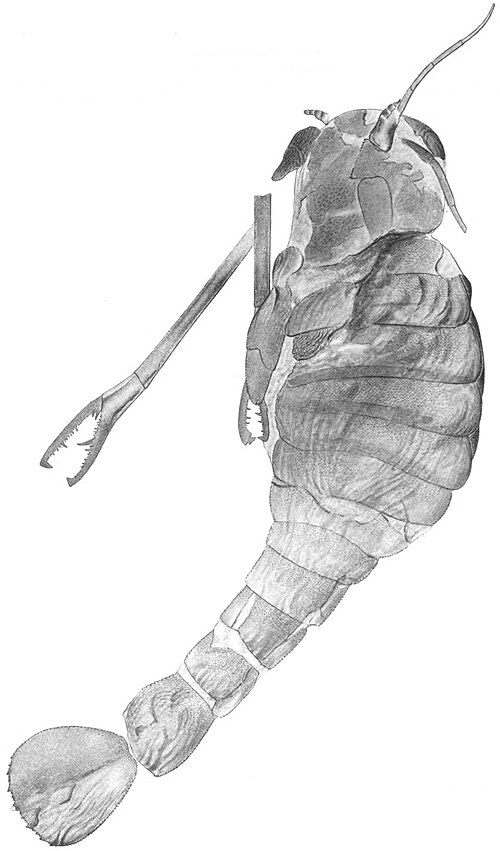 Silurian Pterygotid reference