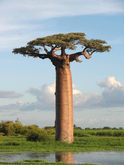 Grandidier's Baobab reference