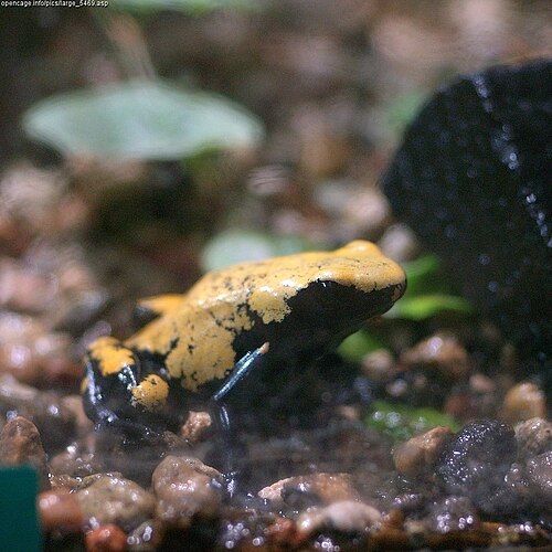 Splash-backed Poison Frog reference