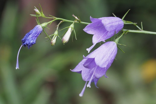 Three-Leaved Ladybell reference