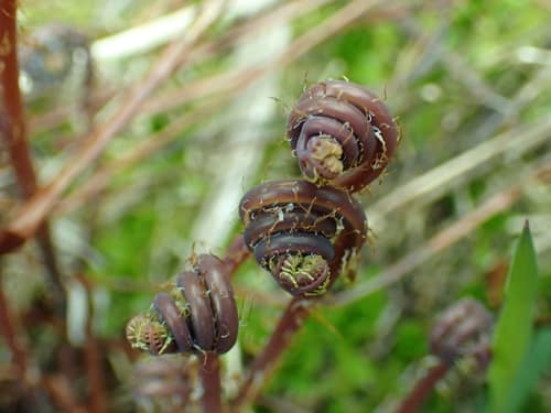Western Maidenhair Fern reference