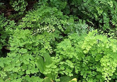 Southern Maidenhair Fern reference
