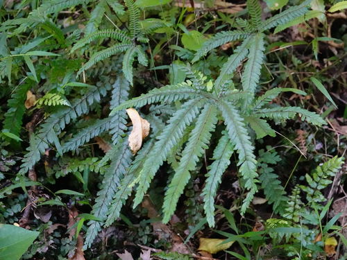 Rough Maidenhair Fern reference