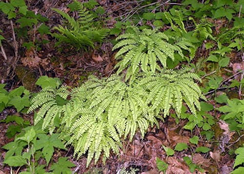 Northern Maidenhair Fern reference