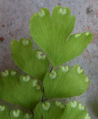 Delta Maidenhair Fern reference
