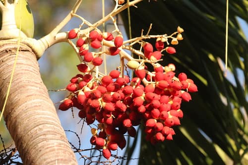 Christmas Palm reference