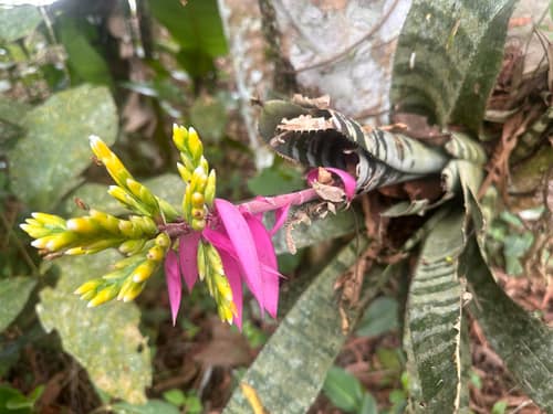 Amazonian Zebra Plant reference