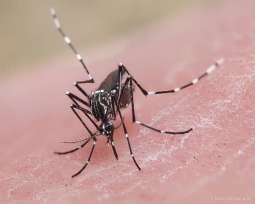 Yellow Fever Mosquito reference
