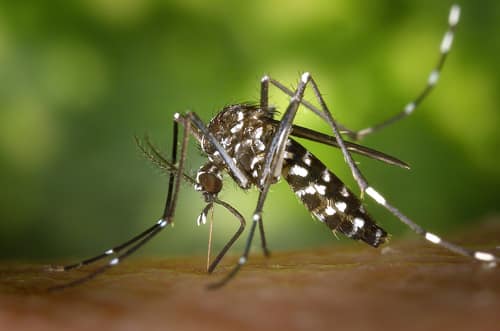 Asian Tiger Mosquito reference