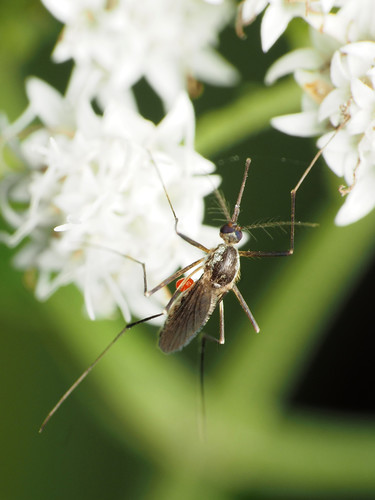 Eastern Treehole Mosquito reference