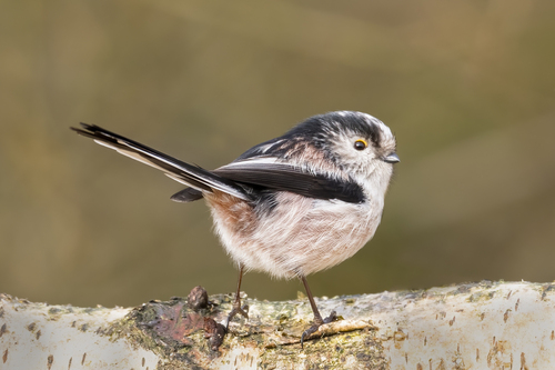 Long-tailed Tit reference