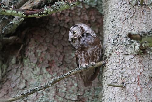 Boreal Owl reference