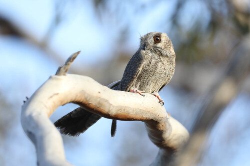 Australian Owlet-Nightjar reference