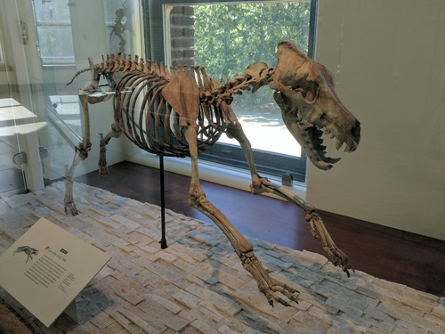 Dire Wolf reference