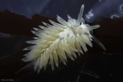 Shag-rug Nudibranch reference