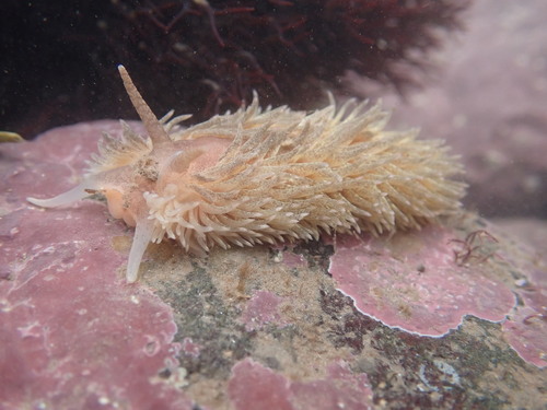 Shag-Rug Nudibranch reference