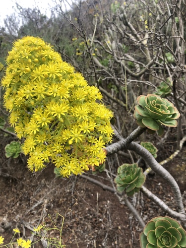 Tree Aeonium reference