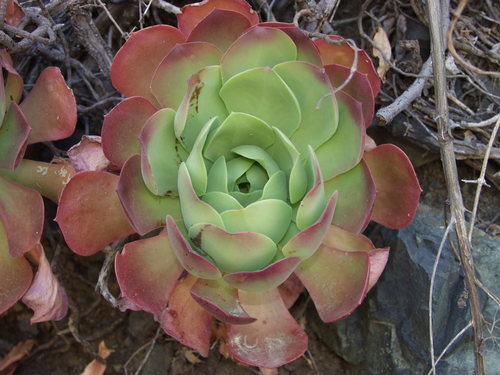 Canary Island Aeonium reference