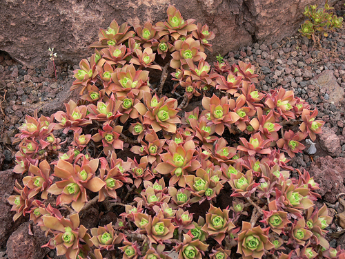 Copper Pinwheel reference