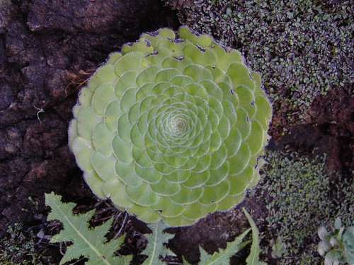 Flat-topped Aeonium reference