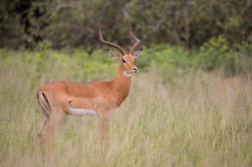 Impala reference