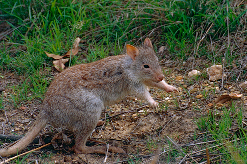 Rufous Bettong reference