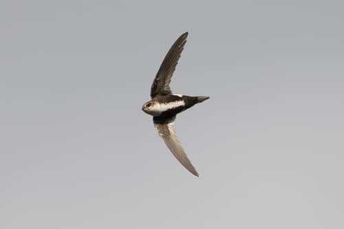 White-throated Swift reference