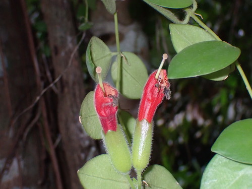 Lipstick Plant reference