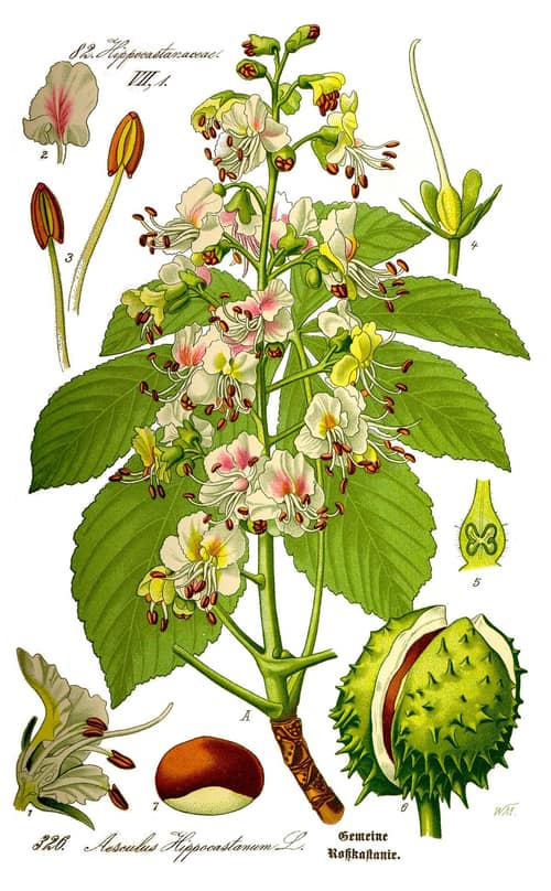 Horse Chestnut reference