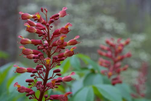Red Buckeye reference