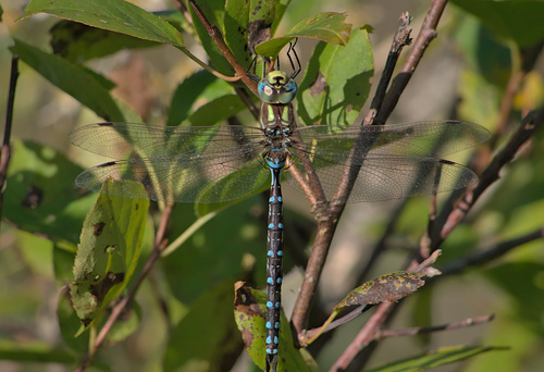 Lance-tipped Darner reference