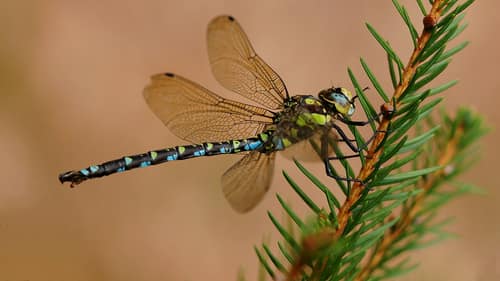 Southern Hawker reference