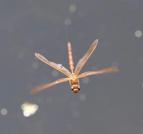 Brown Hawker reference