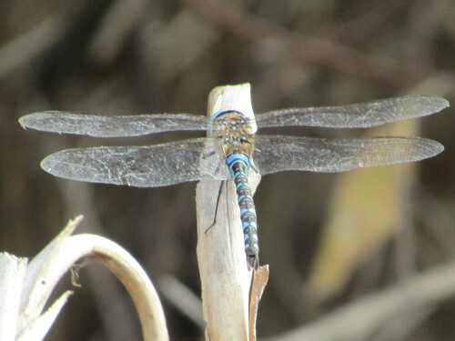 Migrant Hawker reference