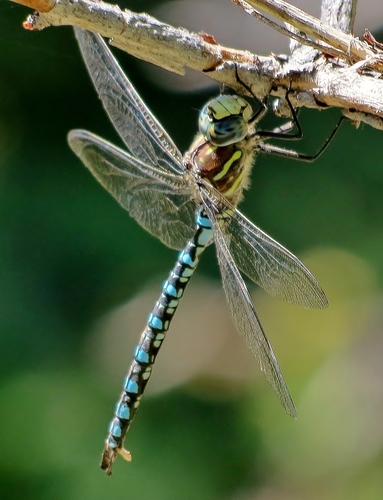Paddle-tailed Darner reference