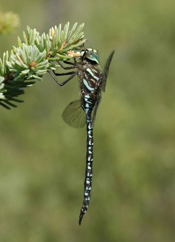 Subarctic Darner reference