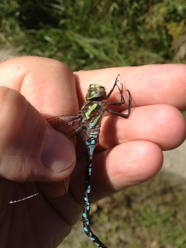 Green-striped Darner reference
