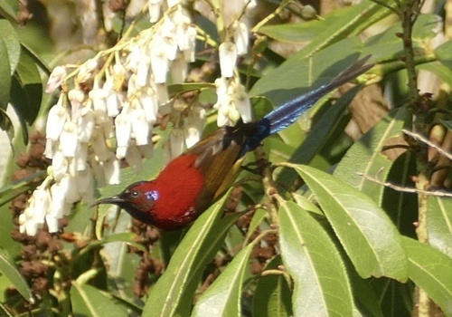 Mrs. Gould's Sunbird reference