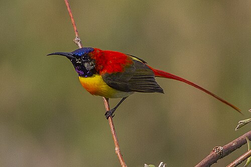 Fire-tailed Sunbird reference