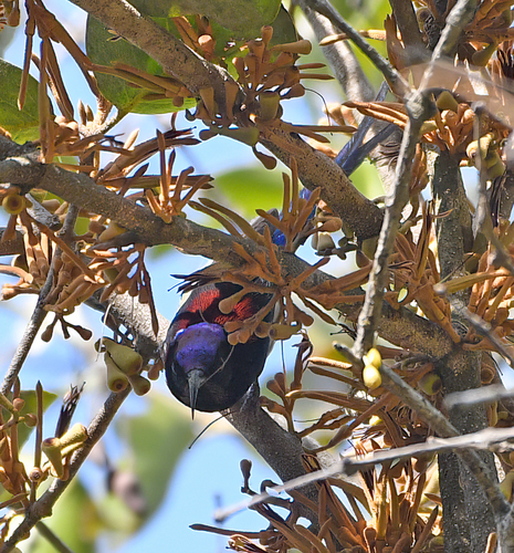 Black-throated Sunbird reference