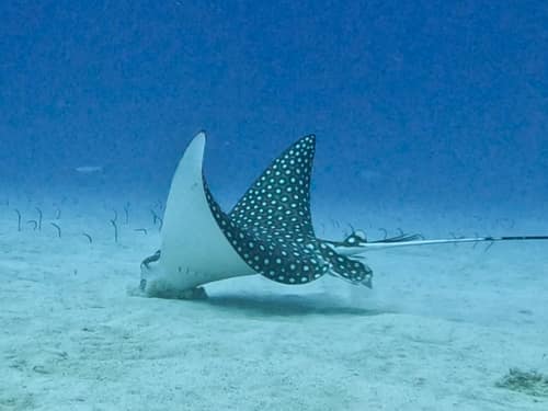 Spotted Eagle Ray reference