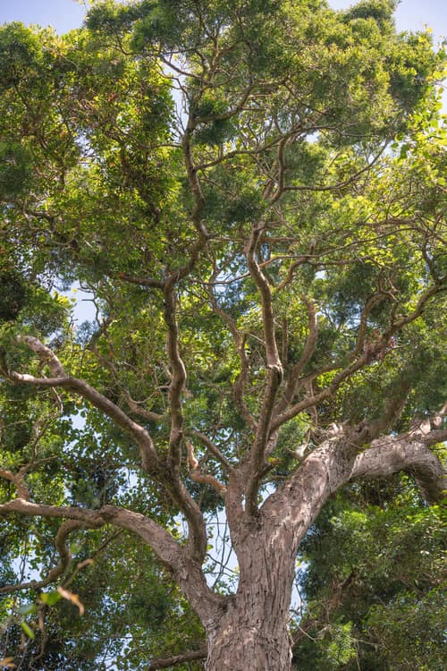 Outeniqua Yellowwood reference