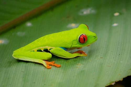 Red-Eyed Tree Frog reference