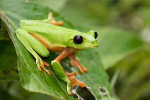 Morelet's Tree Frog reference