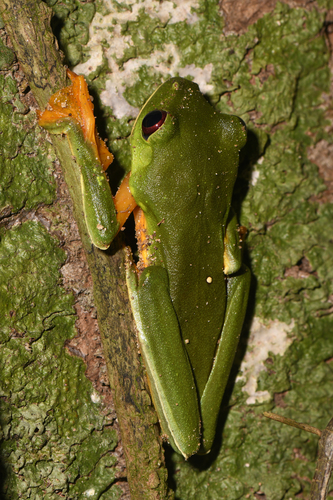 Gliding Tree Frog reference