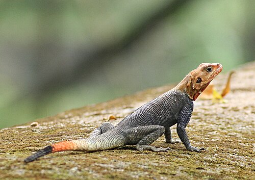 Rainbow Agama reference