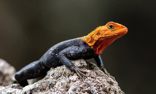 Common Agama reference