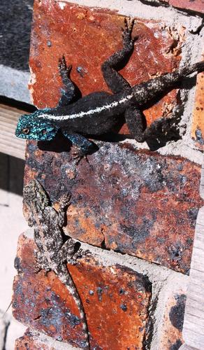 Southern Rock Agama reference