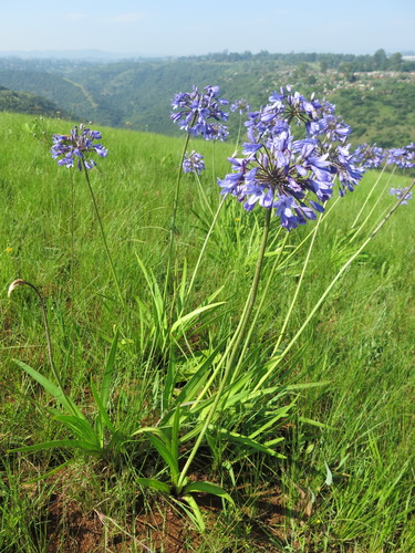 Bell Agapanthus reference