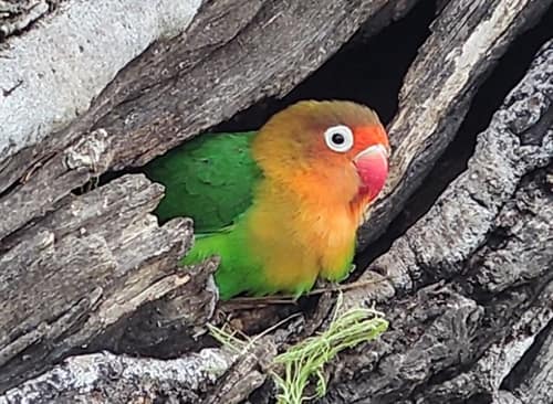 Fischer's Lovebird reference